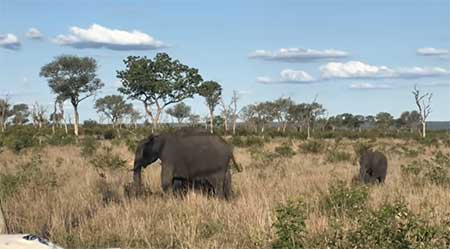 Países-que-Falam-Inglês-como-Segunda-Língua-safari-africa-do-sul